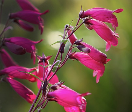 Penstemon ‘Garnet’ - Slangekop