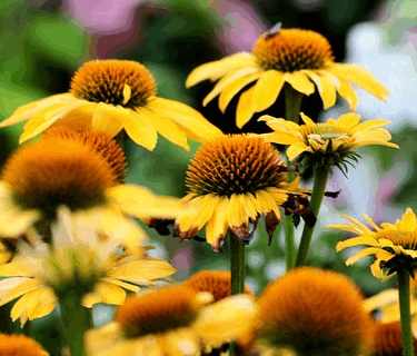 Echinacea purpurea ‘Espinosa Yellow’ - Rode Zonnehoed