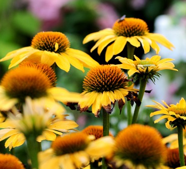 Echinacea purpurea ‘Espinosa Yellow’ - Rode Zonnehoed