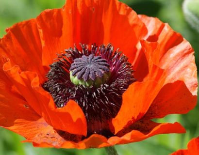 Papaver ‘Eye Catcher’ - Klaproos