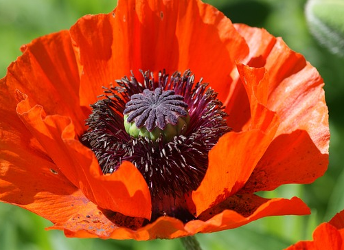 Papaver ‘Eye Catcher’ - Klaproos