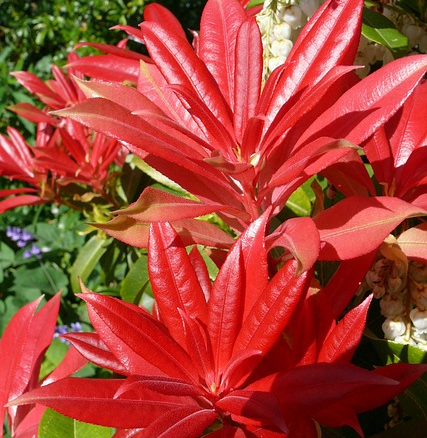 Pieris ‘Flaming Silver’ - Rotsheide