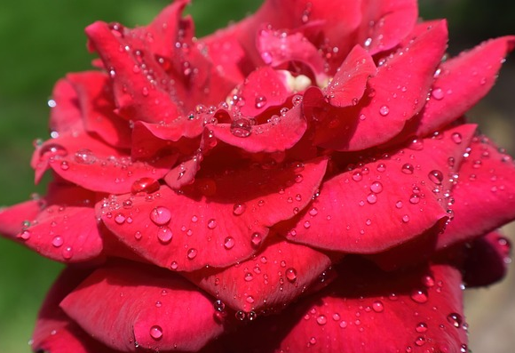Rosa ‘La Belle Rouge’ - Roos