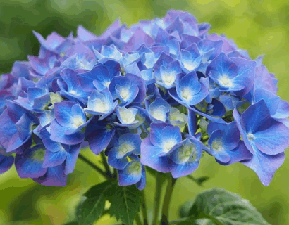 Hydrangea macr. music collection ‘Blue Ballad’ - Hortensia