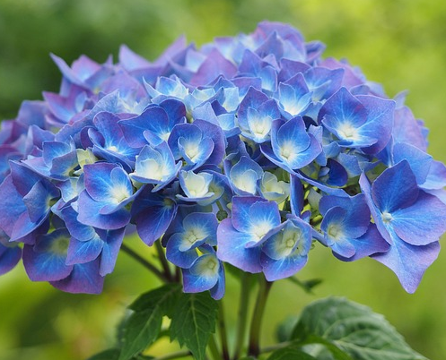 Hydrangea macr. music collection ‘Blue Ballad’ - Hortensia