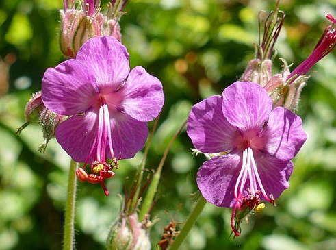 Geranium macrorrhizum Bevan’s Variety - Ooievaarsbek