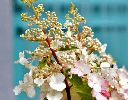 Hydrangea paniculata ‘Little Fresco’ - Pluimhortensia
