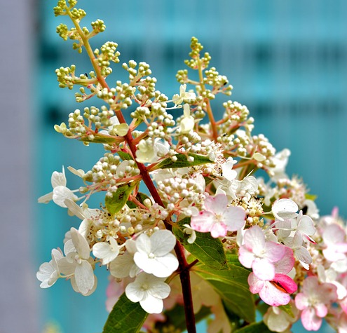 Hydrangea paniculata ‘Little Fresco’ - Pluimhortensia