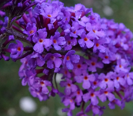 Buddleja ‘Little Lila’ - Vlinderstruik