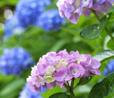 Hydrangea macr. ‘Magical Jewel Blauw’ - Hortensia