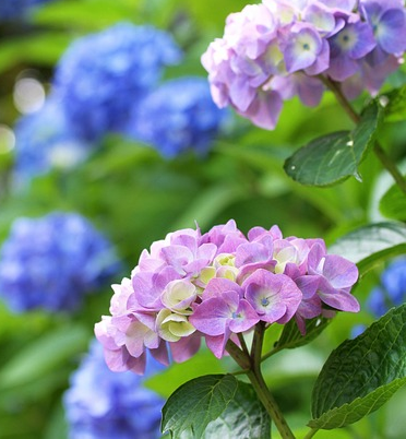 Hydrangea macr. ‘Magical Jewel Blauw’ - Hortensia