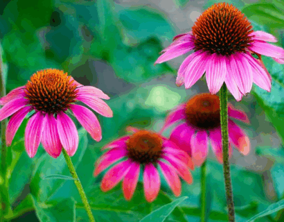 Echinacea sunmagic vintage ‘Hot Pink’ - Zonnehoed