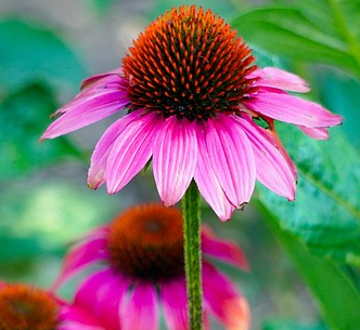 Echinacea sunmagic vintage ‘Hot Pink’ - Zonnehoed