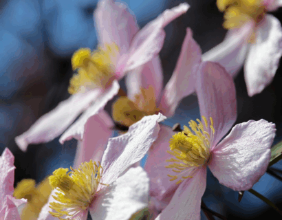 Clematis montana ‘Pink Perfection’