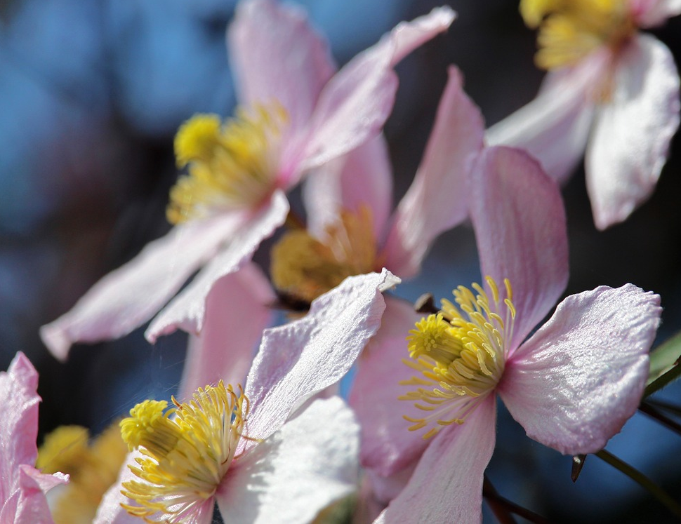 Clematis montana ‘Pink Perfection’ - Bosrank