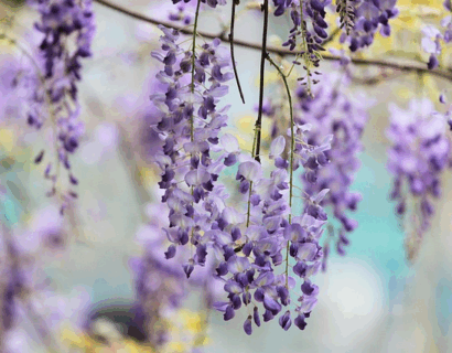 Wisteria floribunda ‘Eranthema’ - Blauwe regen