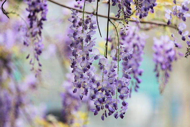 Wisteria floribunda ‘Eranthema’ - Blauwe regen