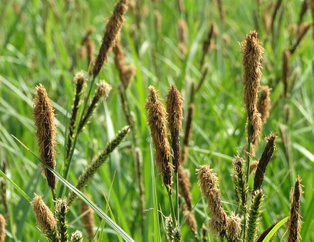 Carex Brunnea ‘Variegata’ - Zegge