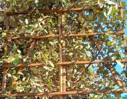 Elaeagnus Ebbingei Leivorm - Olijfwilg