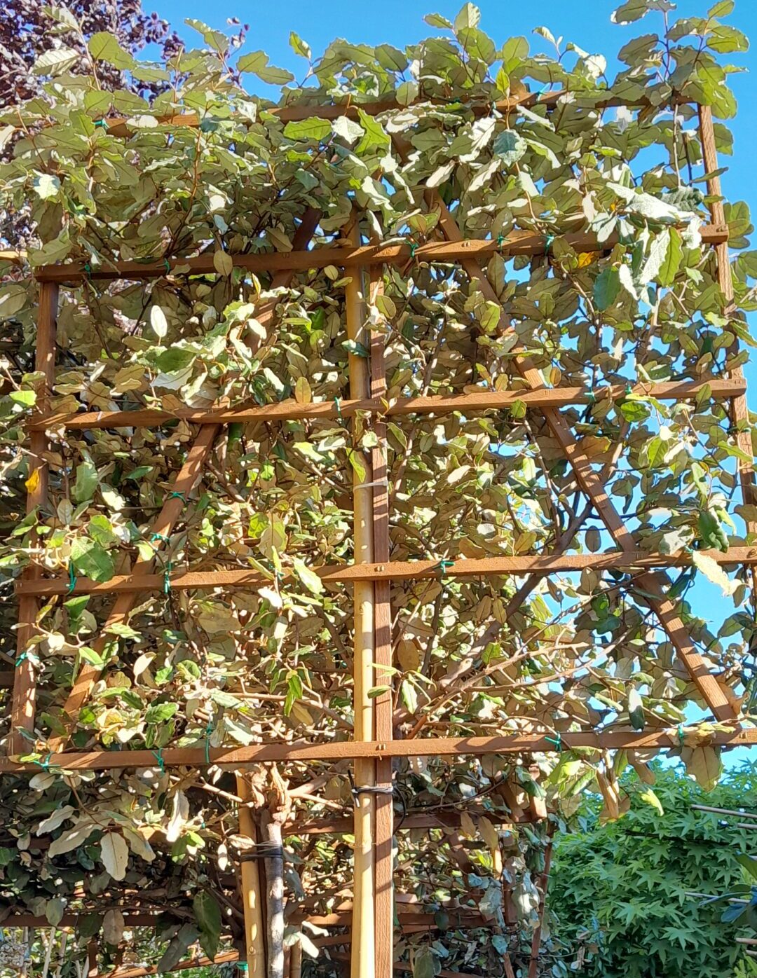 Elaeagnus Ebbingei Leivorm - Olijfwilg