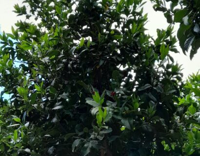 Ilex Aquifolium ‘Castaneifolia’ - Hulst