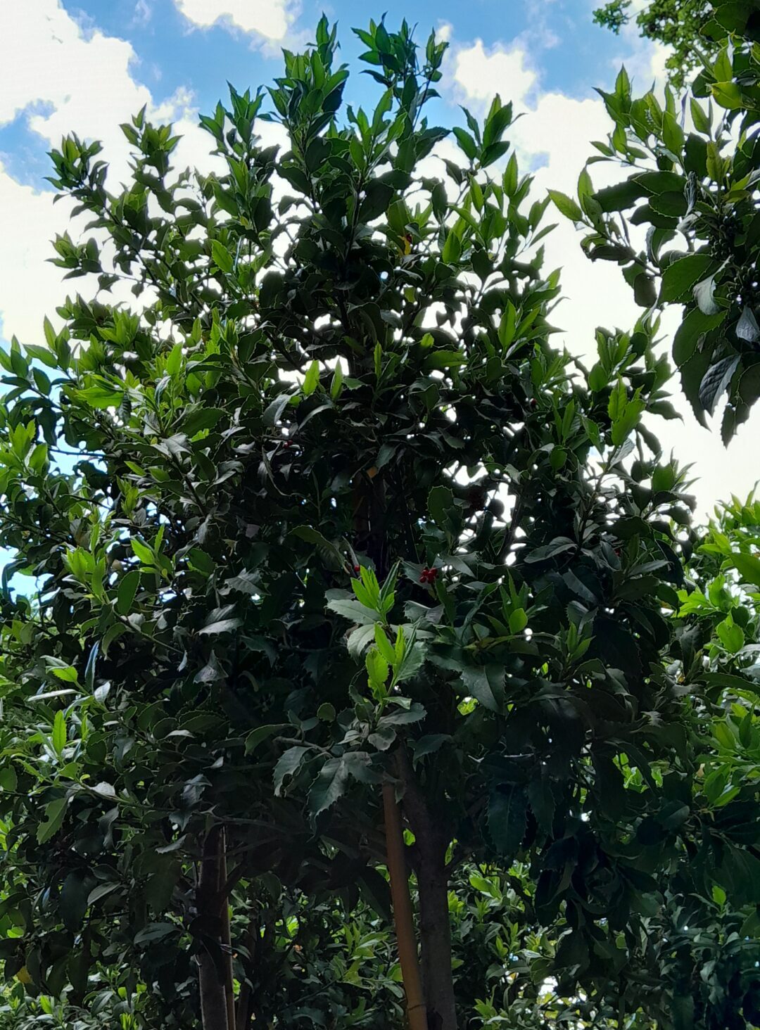 Ilex Aquifolium ‘Castaneifolia’ - Hulst