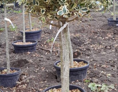 Ilex aquifolium ‘Aureo-marginata’ - Hulst