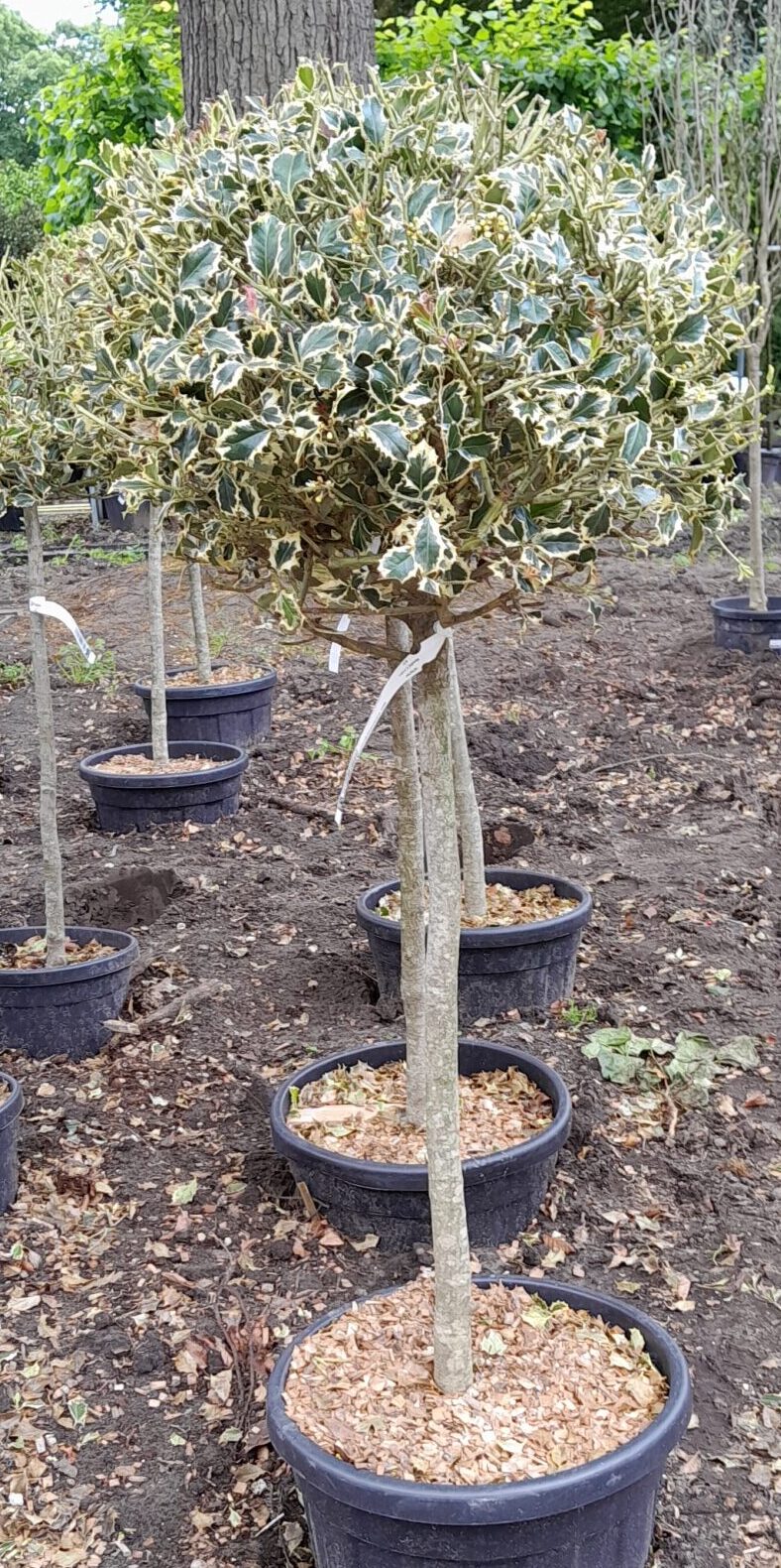 Ilex aquifolium ‘Aureo-marginata’ - Hulst
