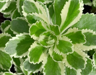 Sedum takesimense ‘Atlantis’ - Verkruid, muurpeper