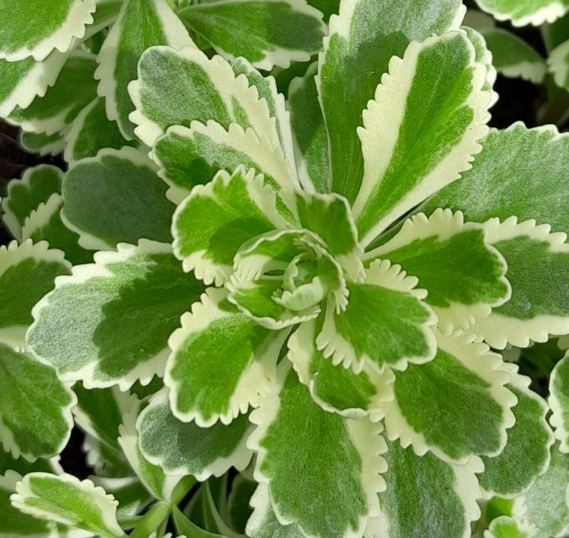 Sedum takesimense ‘Atlantis’ - Verkruid, muurpeper