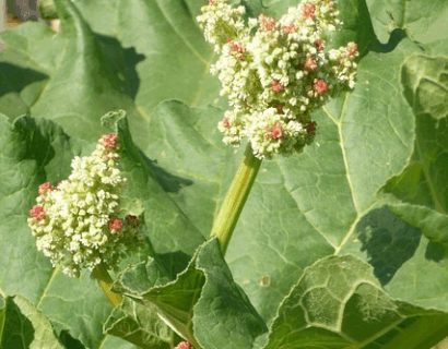 Rheum rhabarbarum ‘Holsteiner Blut’ - Rabarber