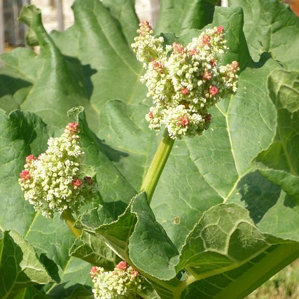 Rheum rhabarbarum ‘Holsteiner Blut’ - Rabarber