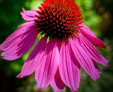 Echinacea Sunseekers ‘Carmine’ - Zonnehoed