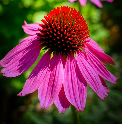 Echinacea Sunseekers ‘Carmine’ - Zonnehoed
