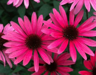Echinacea ‘Magenta Pearl’ - Zonnehoed