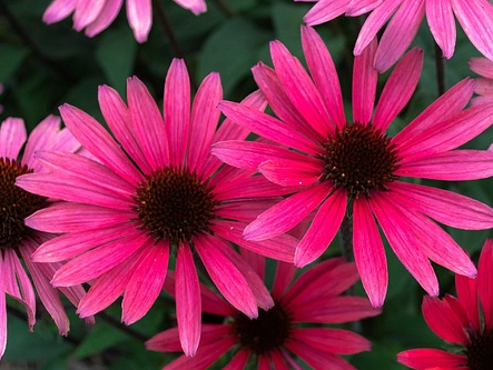 Echinacea ‘Magenta Pearl’ - Zonnehoed