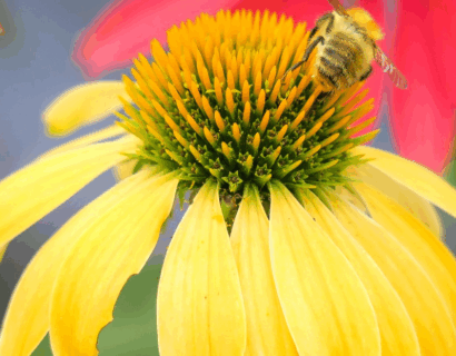 Echinacea Sunseekers ‘Citrus’ - Zonnehoed