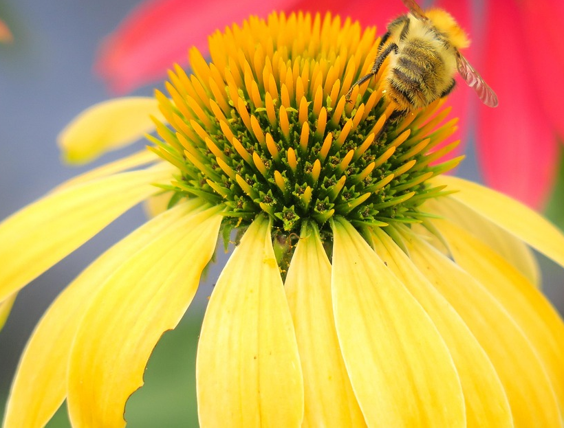 Echinacea Sunseekers ‘Citrus’ - Zonnehoed