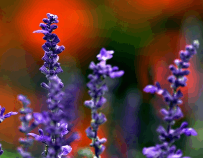 Salvia nemorosa ‘Midnight Purple’ - Siersalie