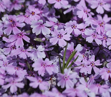 Phlox ‘Pink A Dot’ - Floks