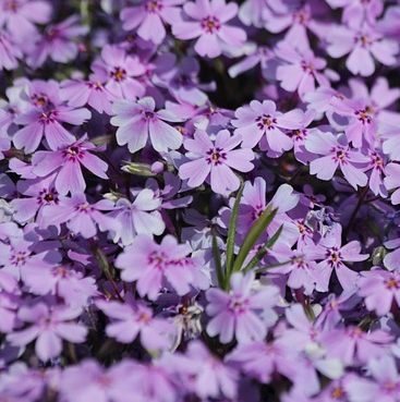 Phlox ‘Pink A Dot’ - Floks