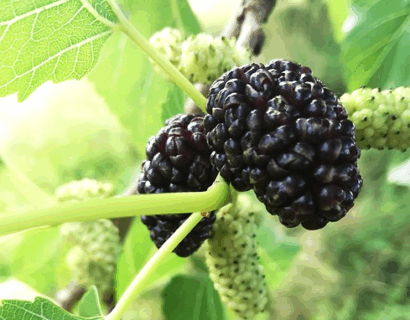 Morus rotundifolia ‘Mojo Berry’ - Moerbei