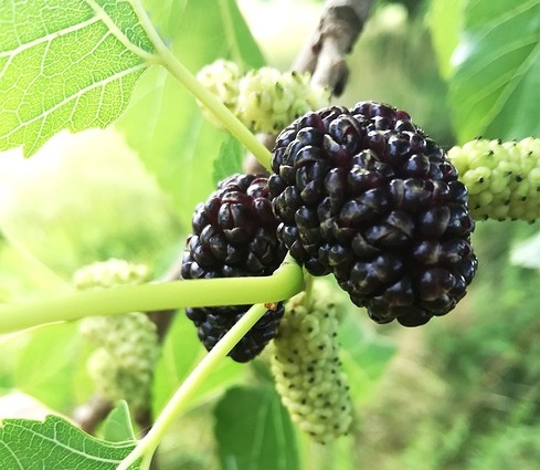 Morus rotundifolia ‘Mojo Berry’ - Moerbei