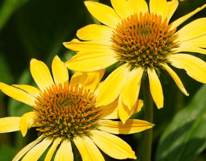 Echinacea ‘Lakota Yellow’ - Rode zonnehoed