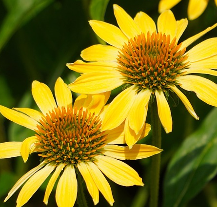 Echinacea ‘Lakota Yellow’ - Rode zonnehoed