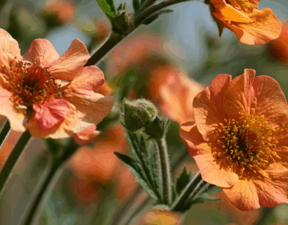Geum ‘Totally Tangerine’ - Nagelkruid