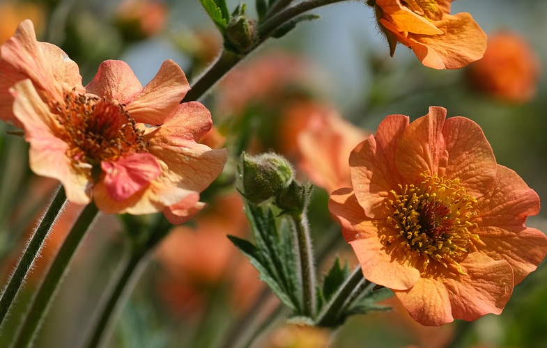 Geum ‘Totally Tangerine’ - Nagelkruid