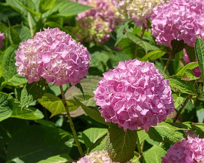 Hydrangea macr. ‘Magical Revolution Roze’ - Hortensia