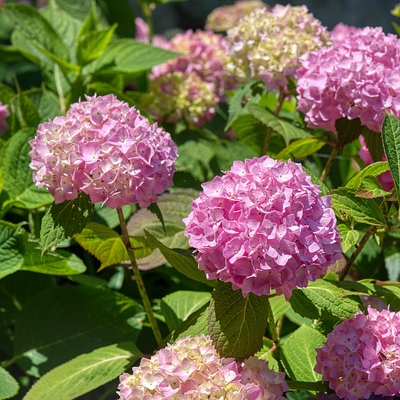 Hydrangea macr. ‘Magical Revolution Roze’ - Hortensia