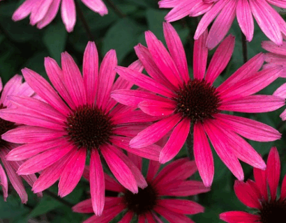 Echinacea Sunseekers ‘Sweet Fuchsia’ - Zonnehoed